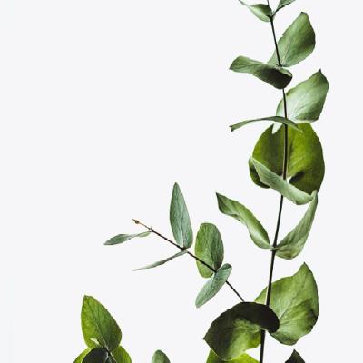 Essential oil - Eucalyptus