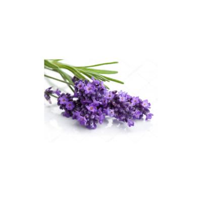 Essential oil - Lavender