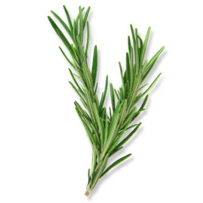 Essential oil - Rosemary
